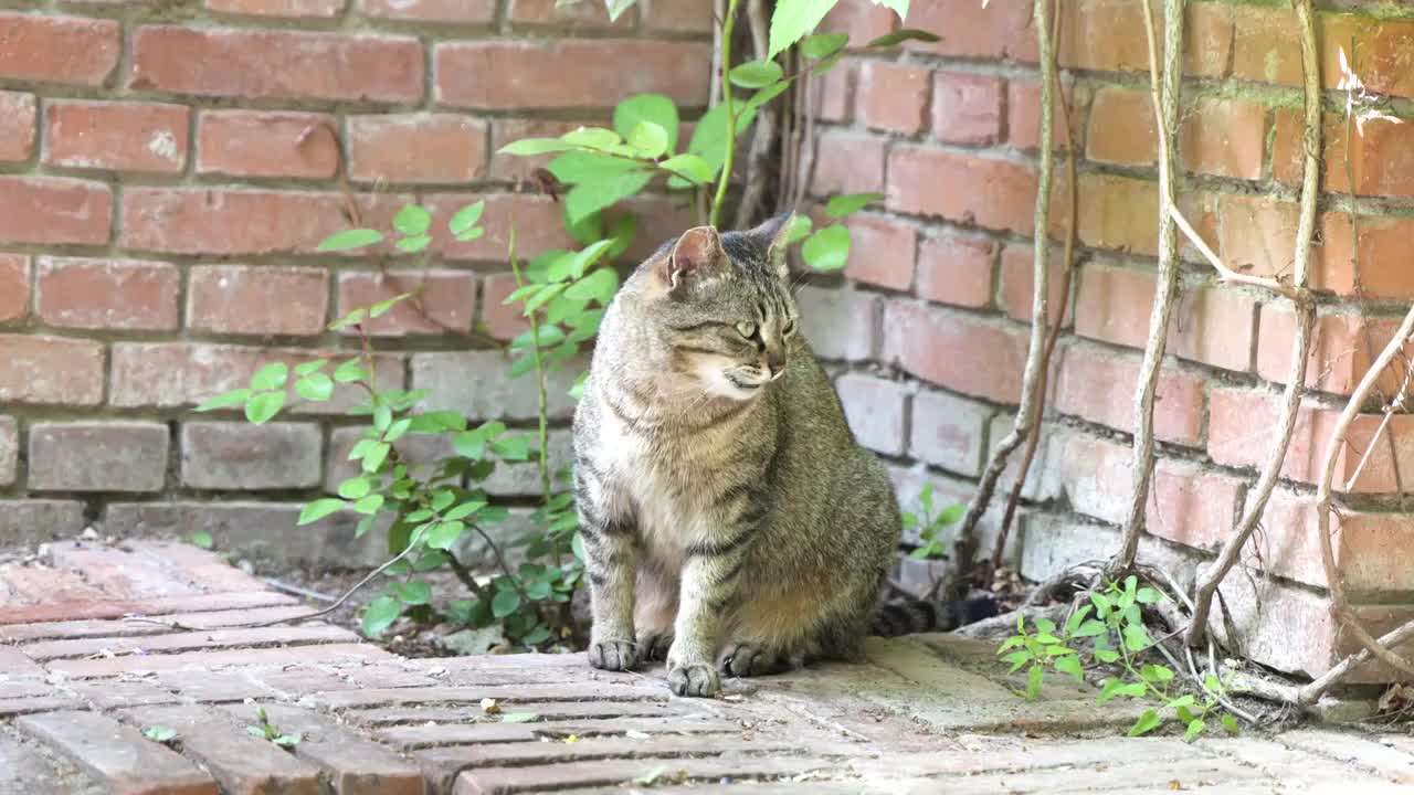 猫在墙角休息坐着张望舔毛视频素材