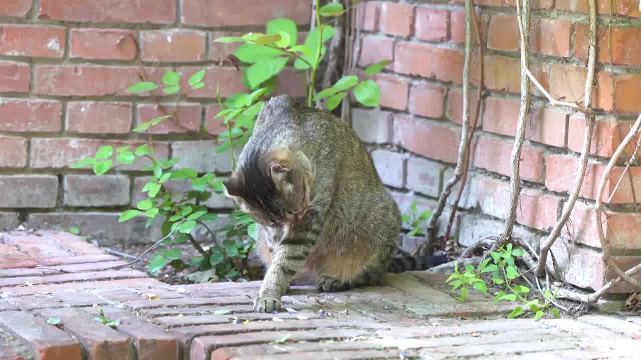 猫在墙角休息坐着张望舔毛视频素材