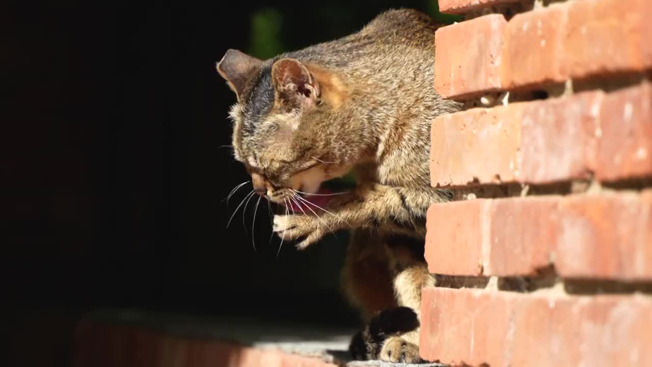 猫洗脸舔爪子休息晒太阳视频素材