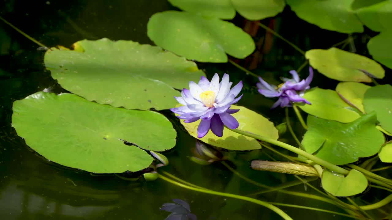 蓝莲花睡莲特写水生花卉视频素材