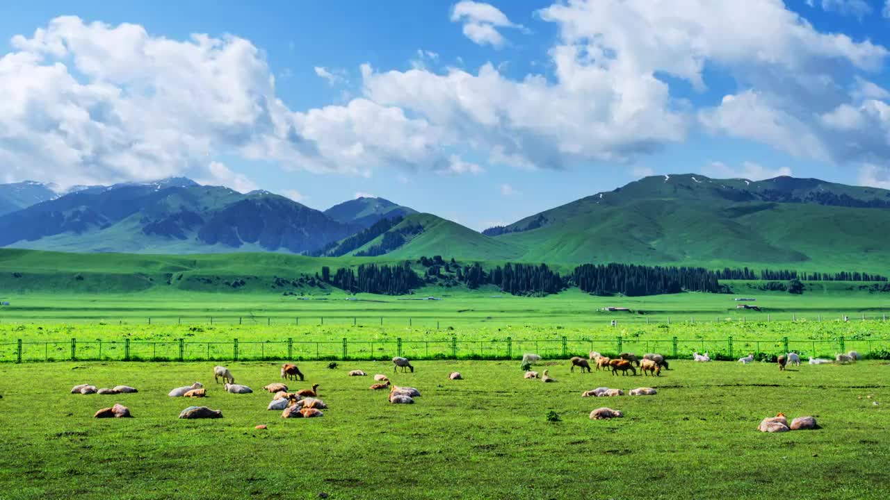 大草原羊吃草延时视频素材