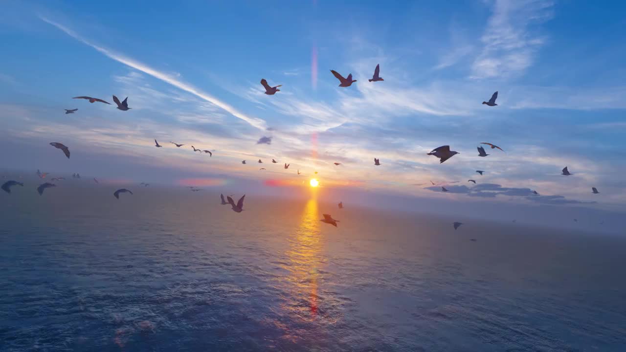 海鸥群在辽阔的海面自由翱翔（合集）视频素材