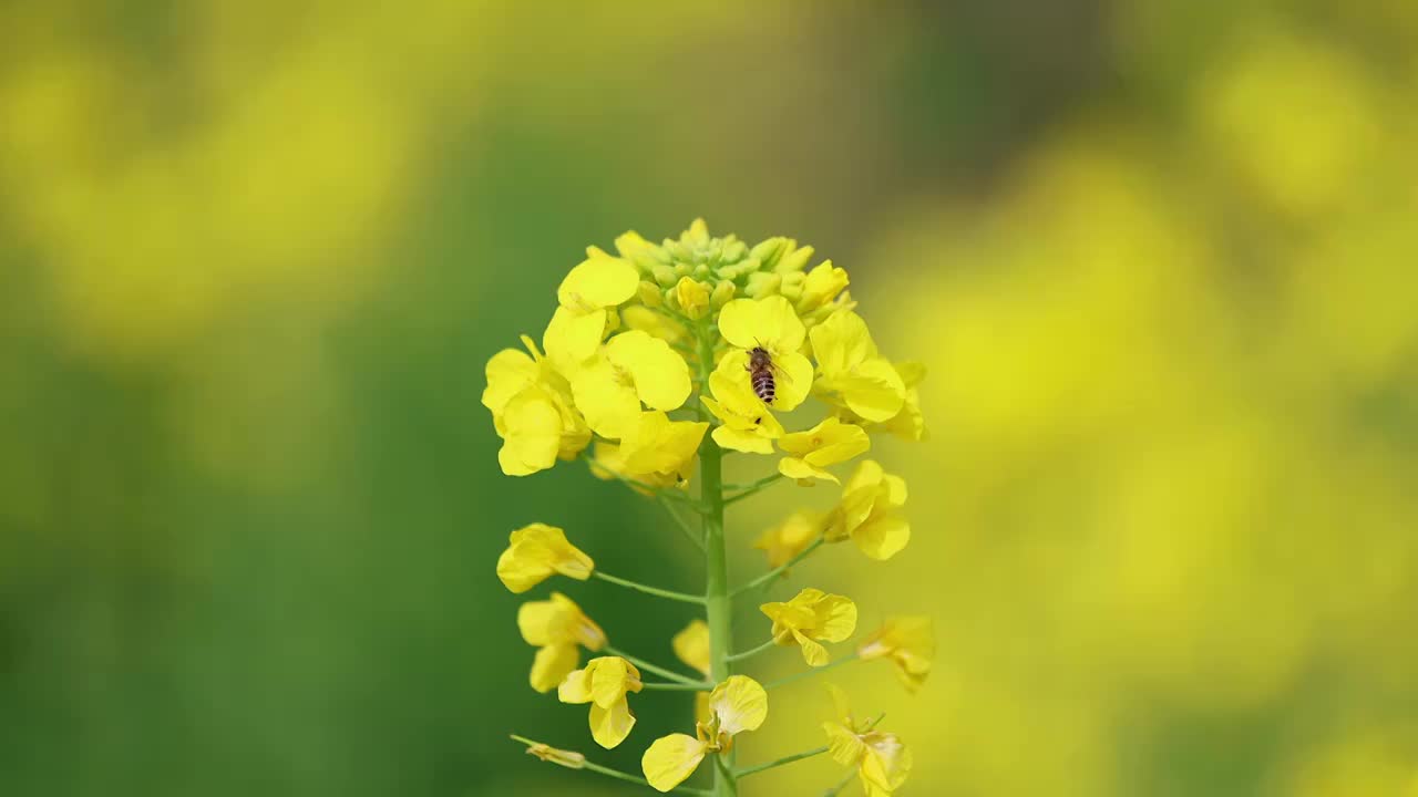 春天蜜蜂在油菜花上采蜜慢动作，春天油菜花盛开视频素材