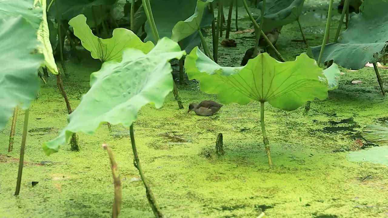 荷塘荷叶丛种的秧鸡在浮萍上觅食视频素材