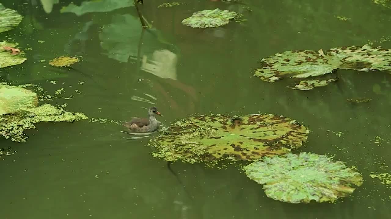 荷塘中的小鸟从水中爬上荷叶觅食视频素材