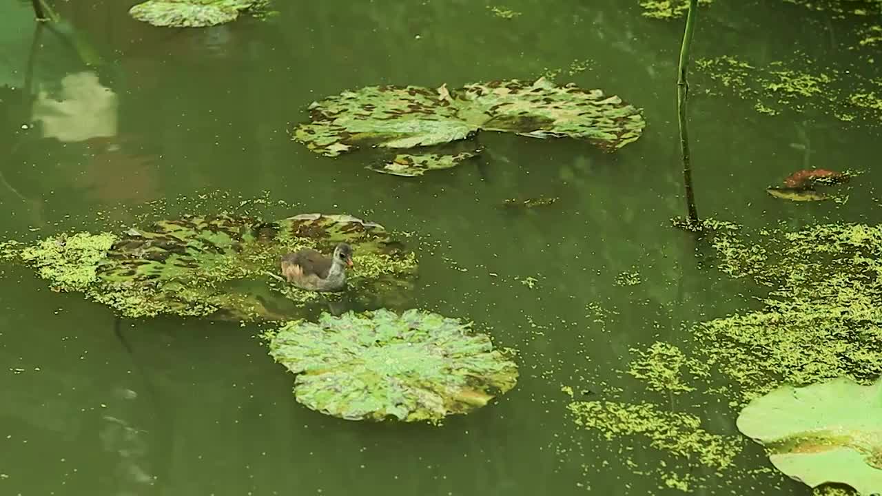 池塘中秧鸡踩着水中的荷叶上来回觅食视频素材