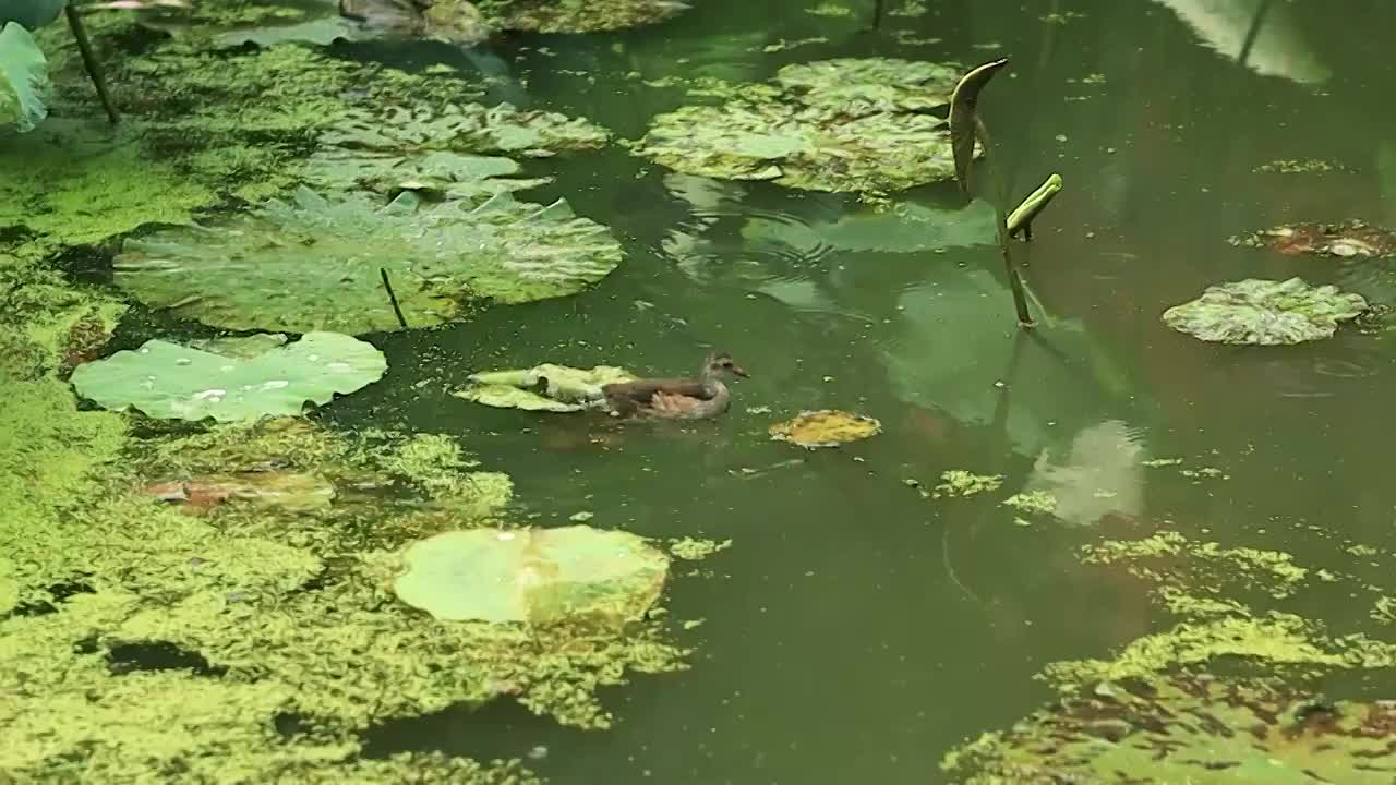 池塘中小鸟水面上游走视频素材