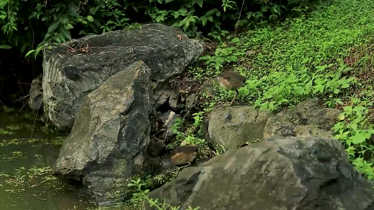 池塘边的岩石上小鸟充分运用自己的伪装色在警惕的觅食视频素材