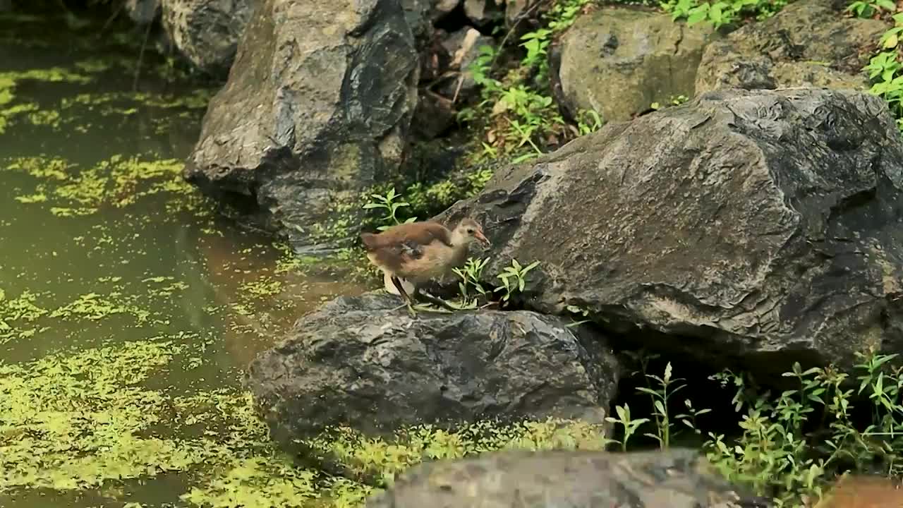 池塘岩石上小鸟在观察寻找觅食的机会视频素材