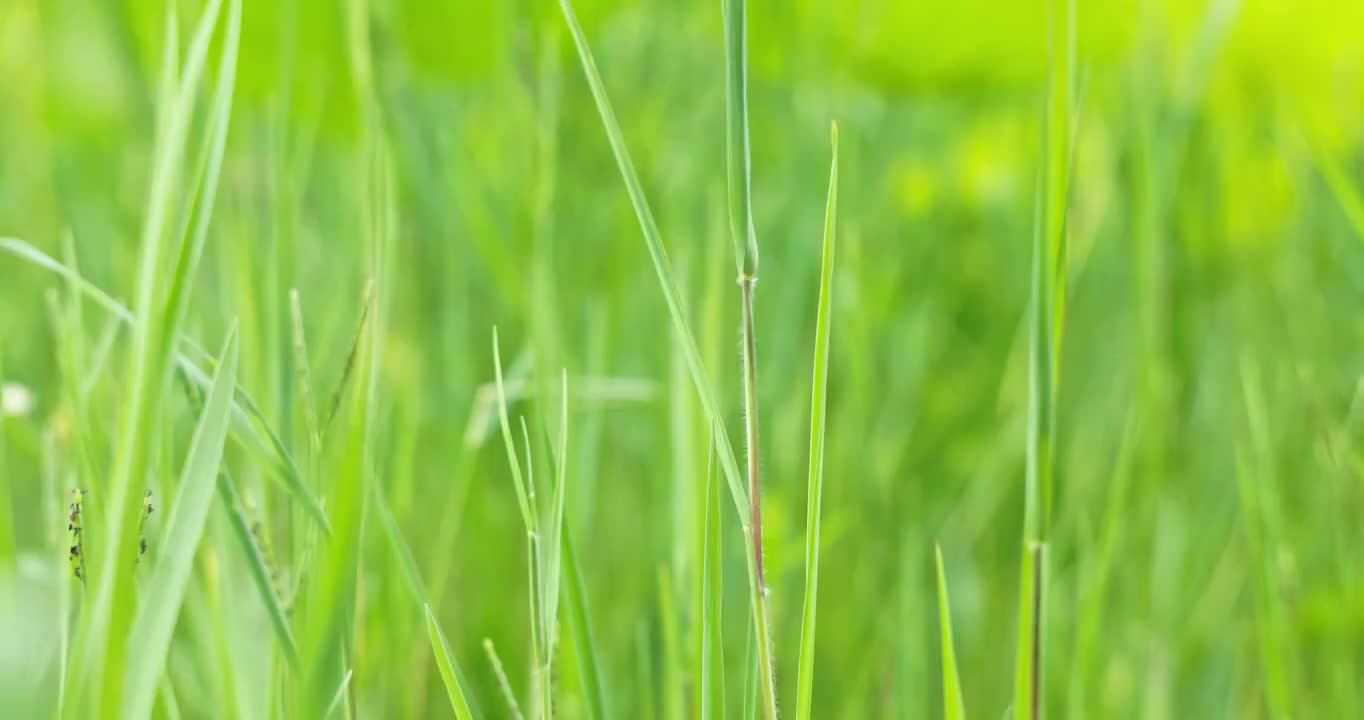 夏天的风吹动的绿草视频素材