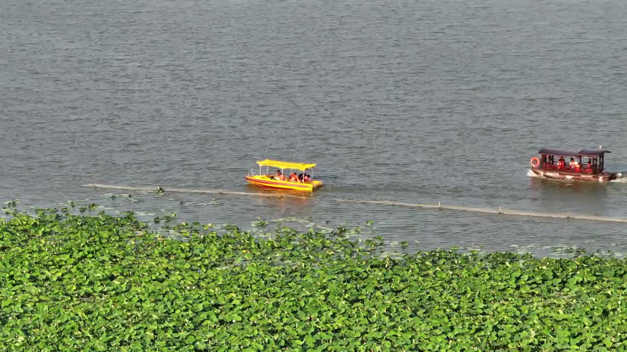 航拍淮阳龙湖荷花与游船长焦镜头追焦视频素材