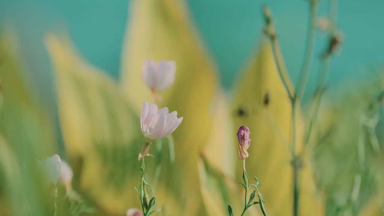 河边的野花特写视频素材