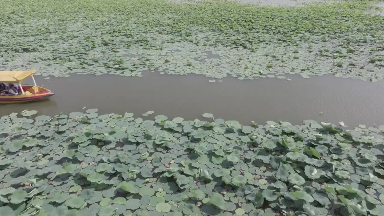 高视角航拍淮阳龙湖荷花节游船 色彩模式 d-log m视频素材