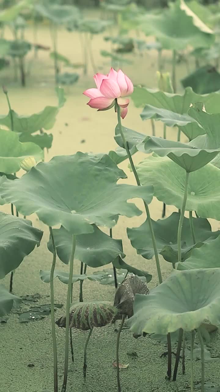 淡雅古风感随风摇曳的荷花视频素材