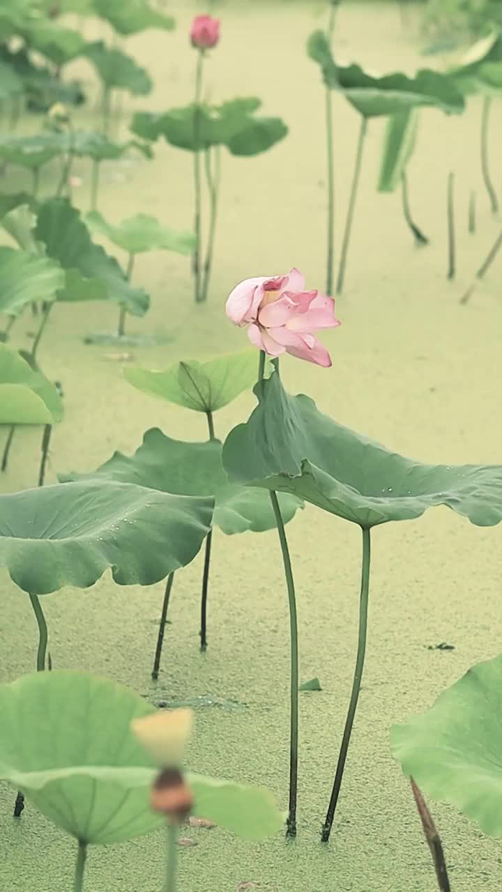 随风摇摆的荷花水墨画国风的美感视频素材