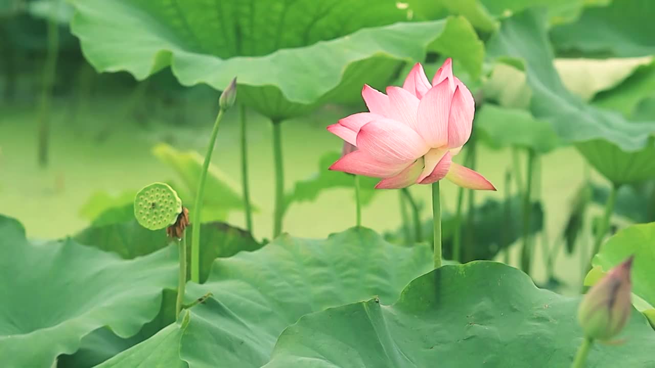 盛开的荷花在风中颤动视频素材