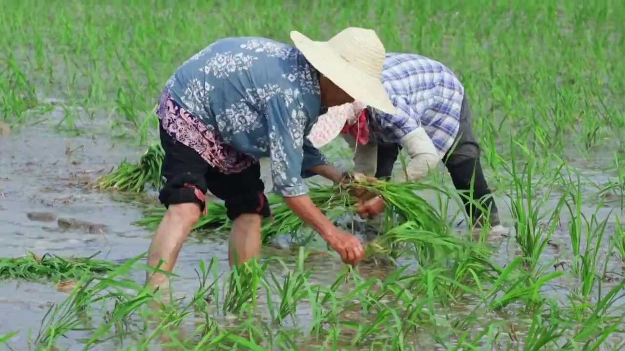 农民种水稻视频素材