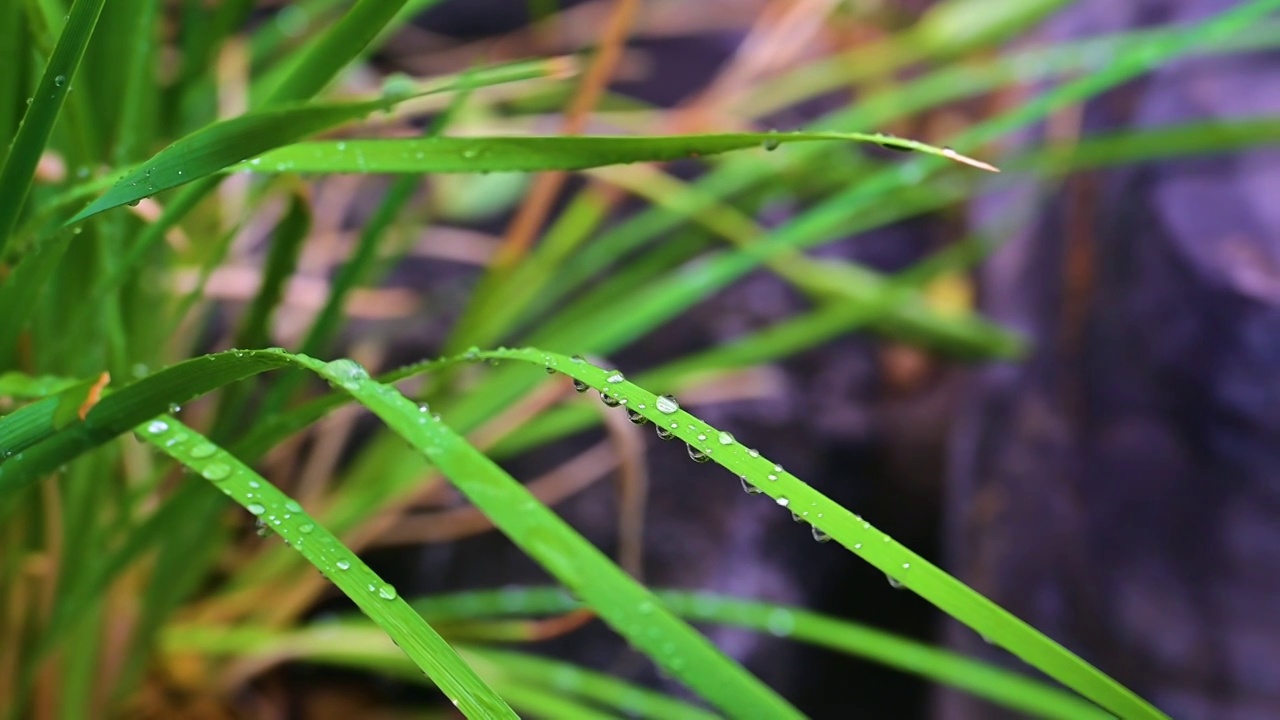 纤细的草叶上晶莹的雨滴水珠视频素材