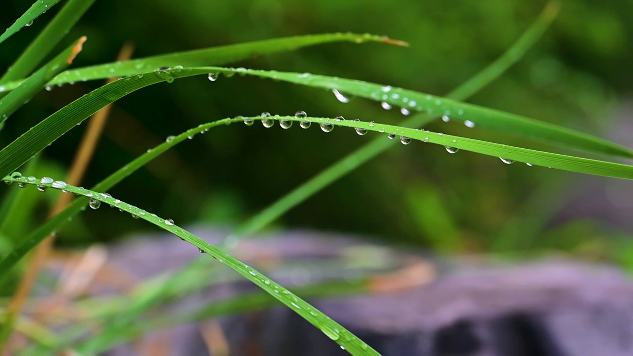 纤细的草叶上晶莹的雨滴水珠视频素材