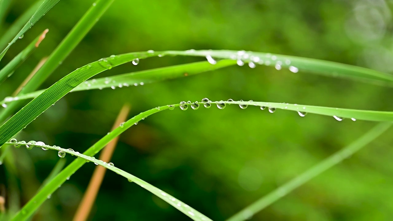 纤细的草叶上晶莹的雨滴水珠视频素材