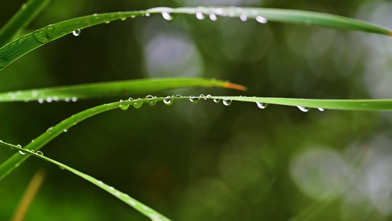 纤细的草叶上晶莹的雨滴水珠视频素材