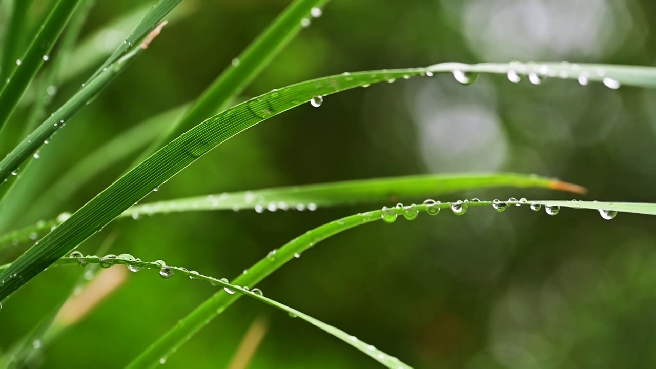 纤细的草叶上晶莹的雨滴水珠视频素材