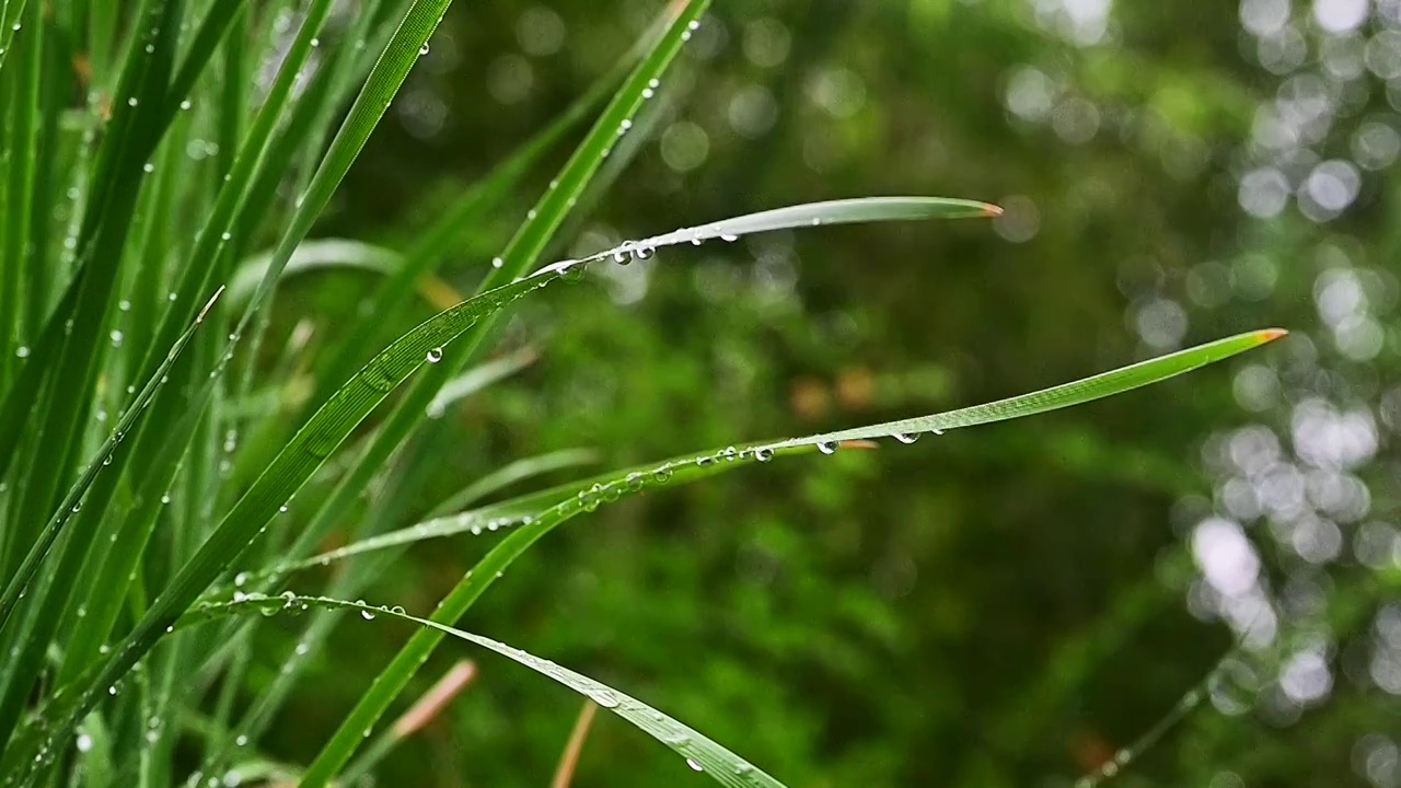 纤细的草叶上晶莹的雨滴水珠视频素材