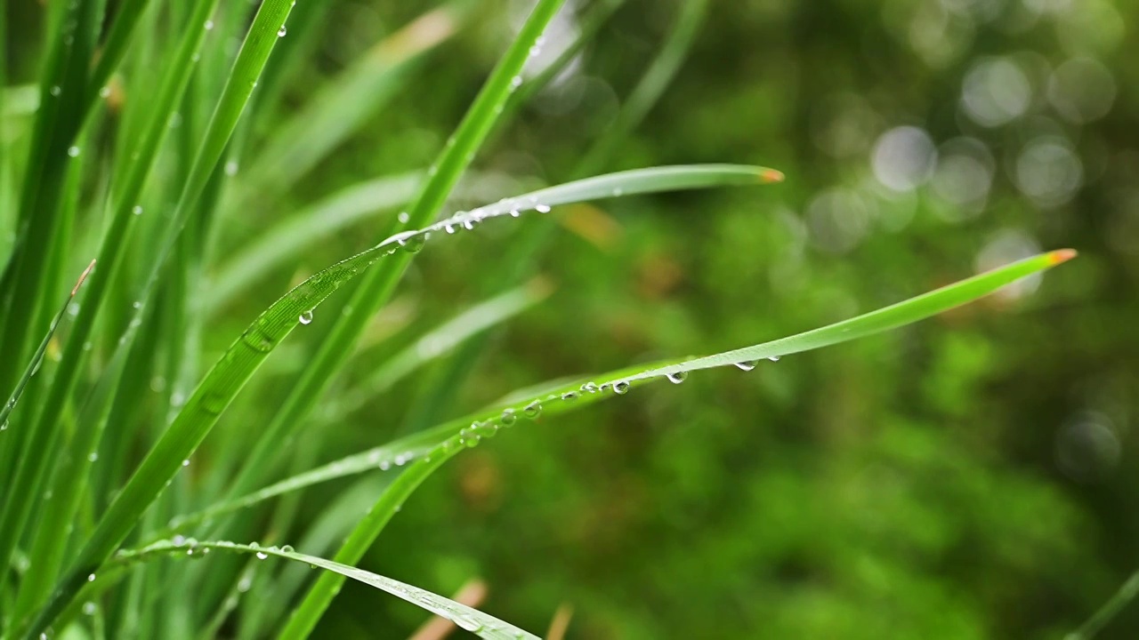 纤细的草叶上晶莹的雨滴水珠视频素材