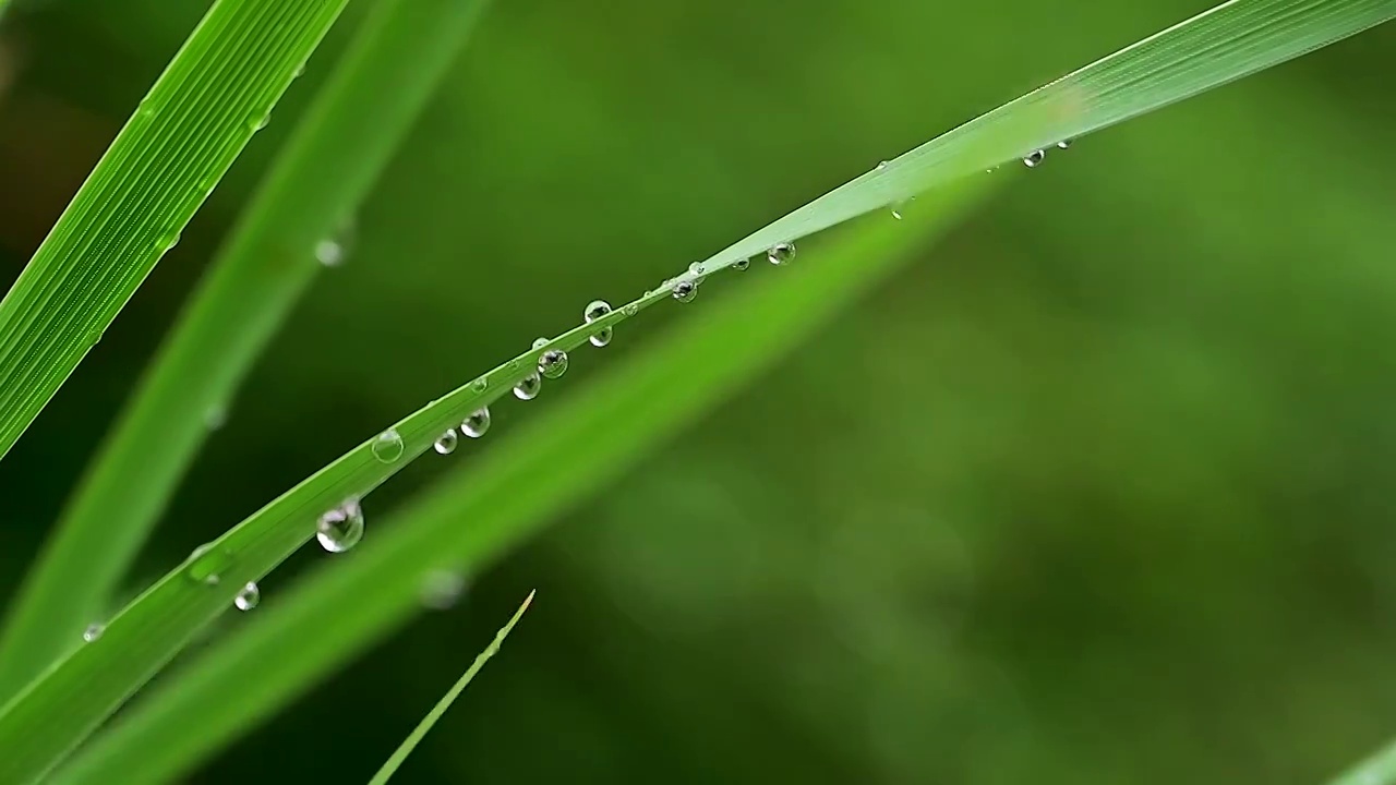 纤细的草叶上晶莹的雨滴水珠视频素材