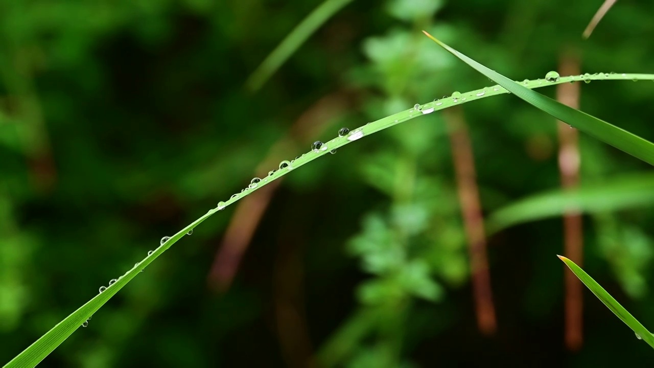 纤细的草叶上晶莹的雨滴水珠视频素材