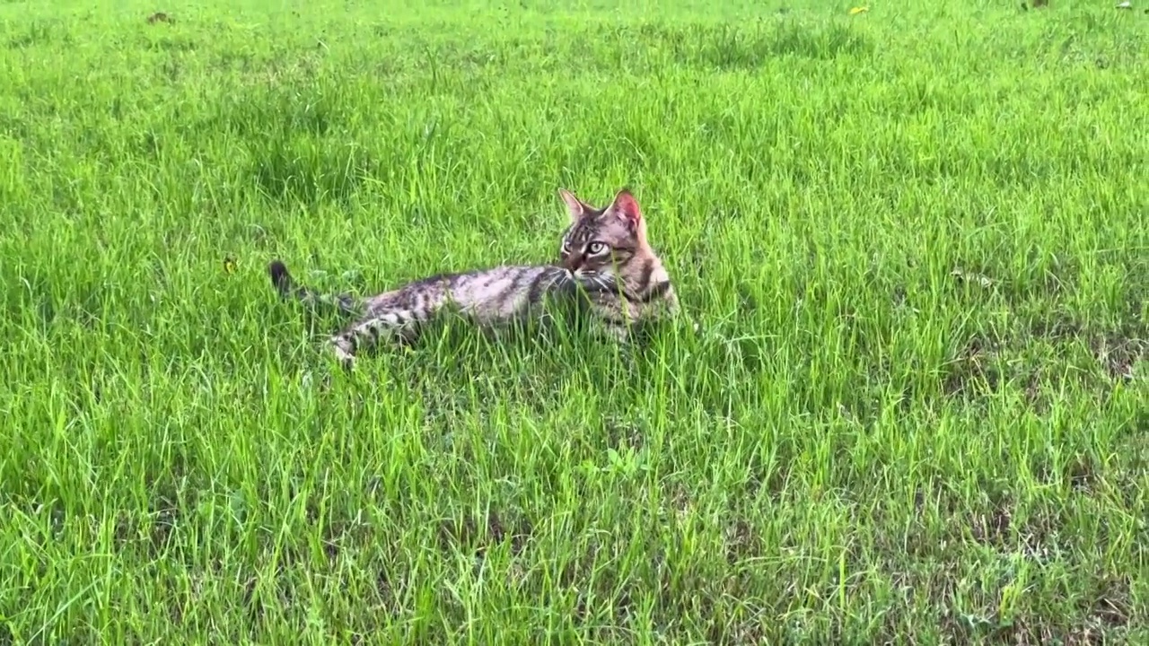 猫咪狸花猫躺在草地草坪上晒太阳视频素材