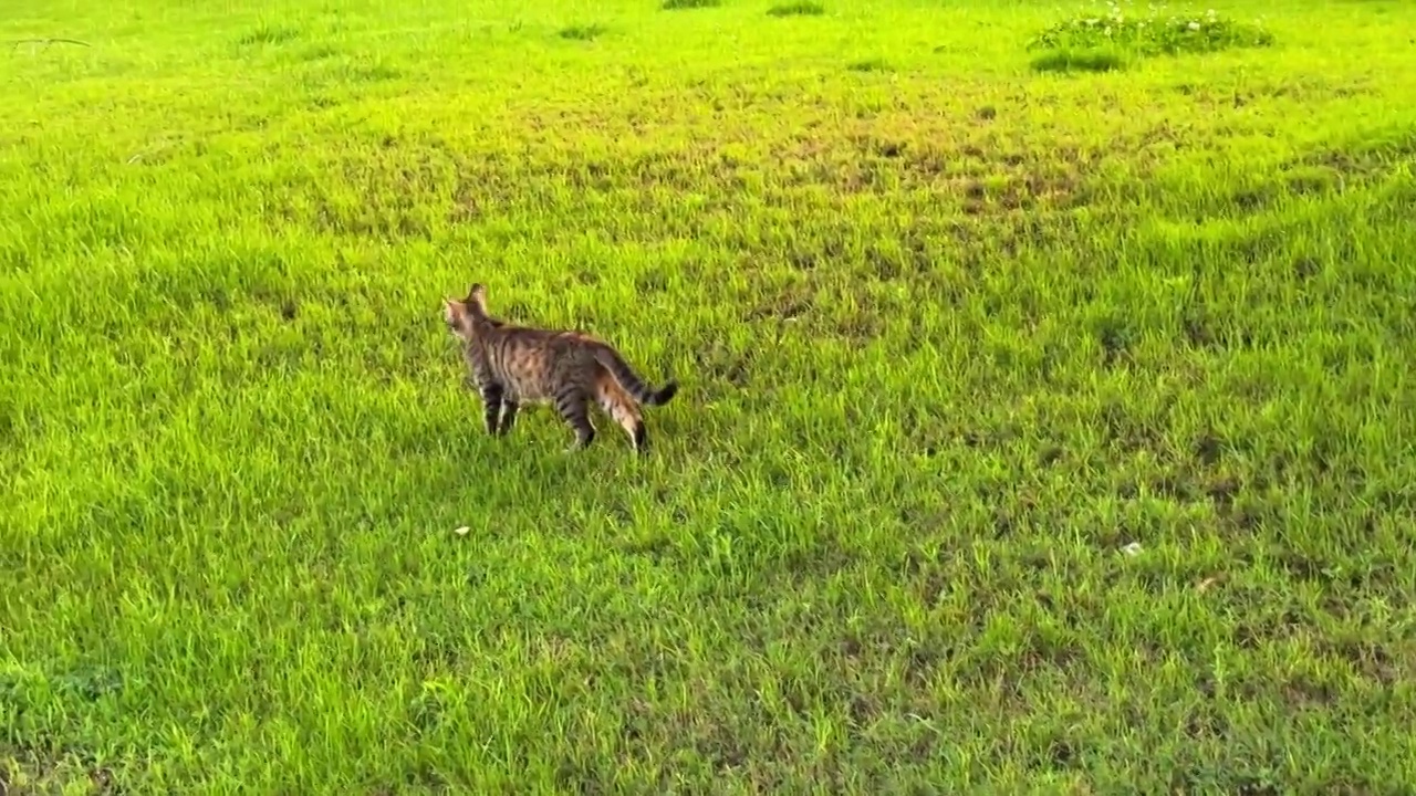 猫咪狸花猫草地草坪上晒太阳散步视频素材