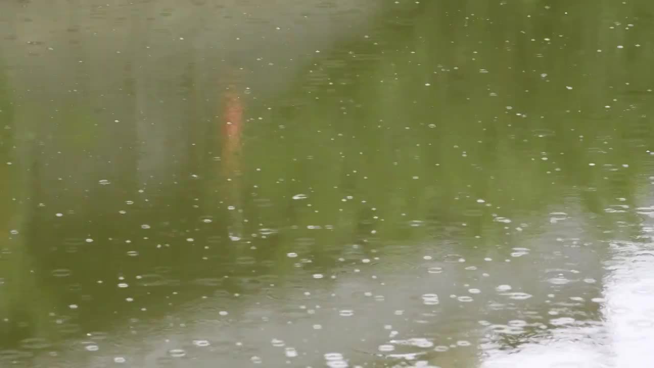 下雨时的池塘视频素材