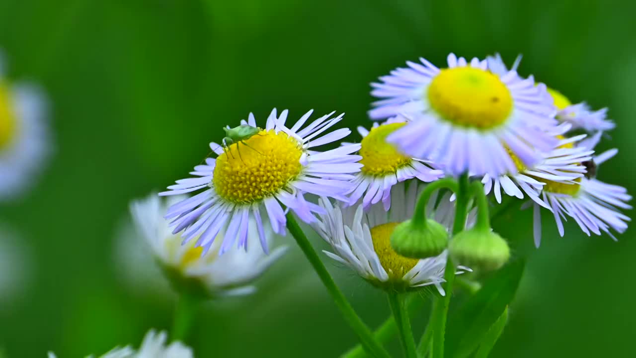 昆虫视频素材