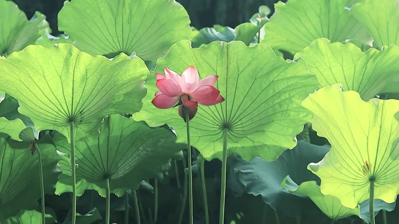 早晨阳光下的荷花荷叶的美感视频素材