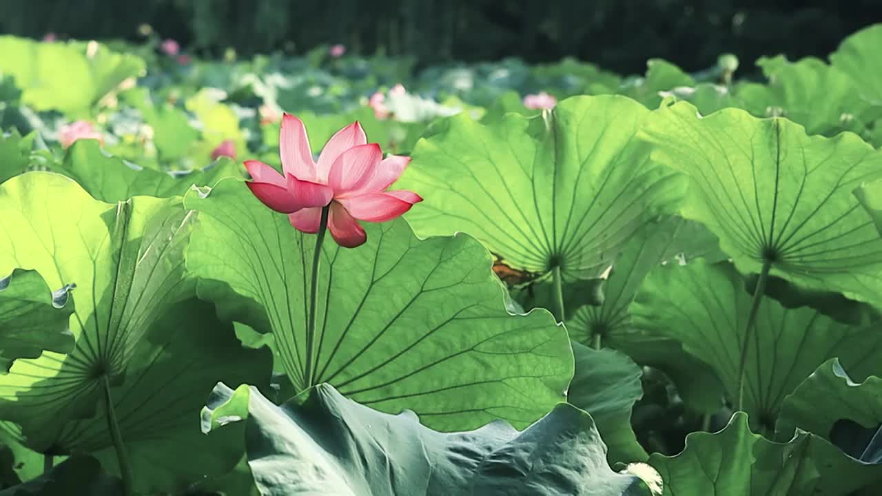 阳光下荷塘中荷叶荷花的美感视频素材