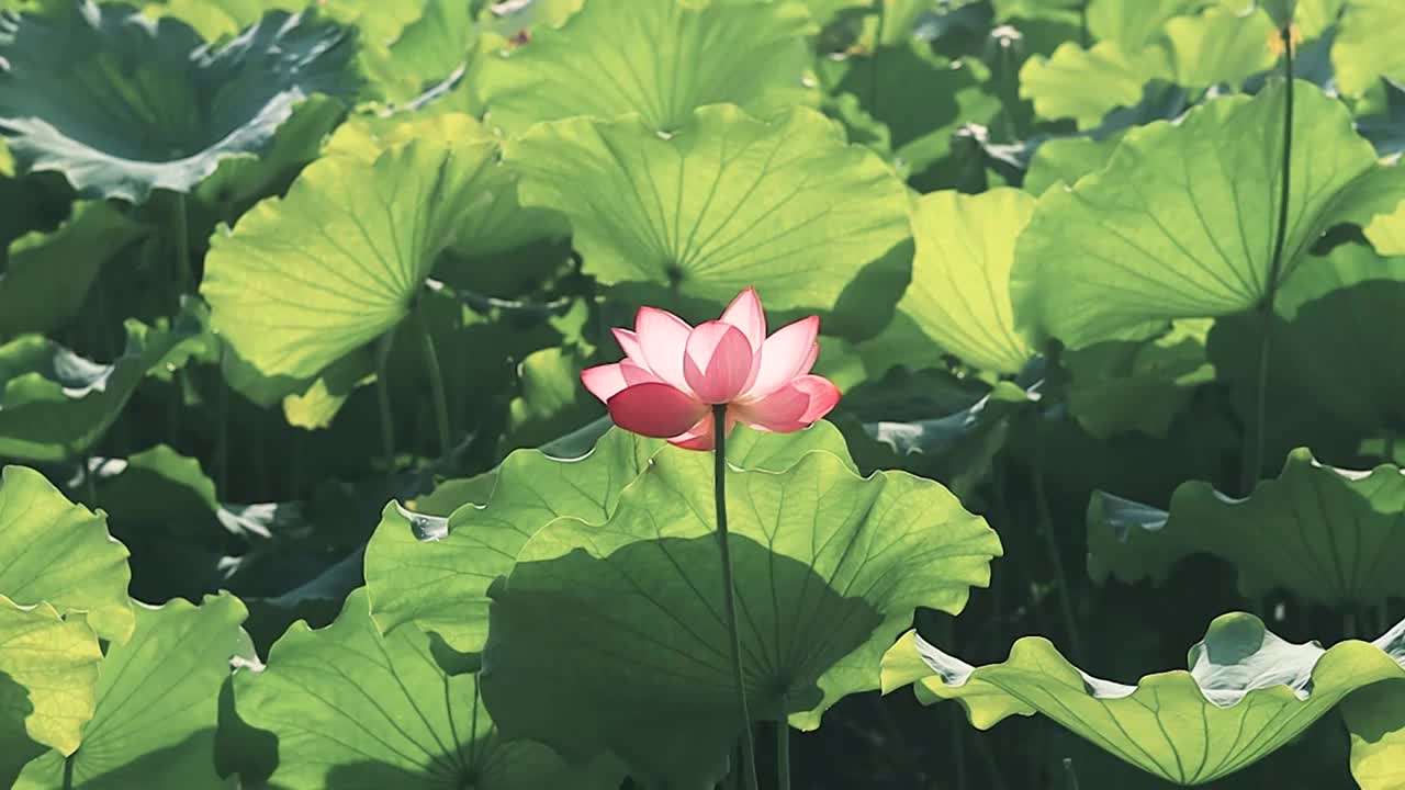 逆光下荷花荷叶的美感视频素材