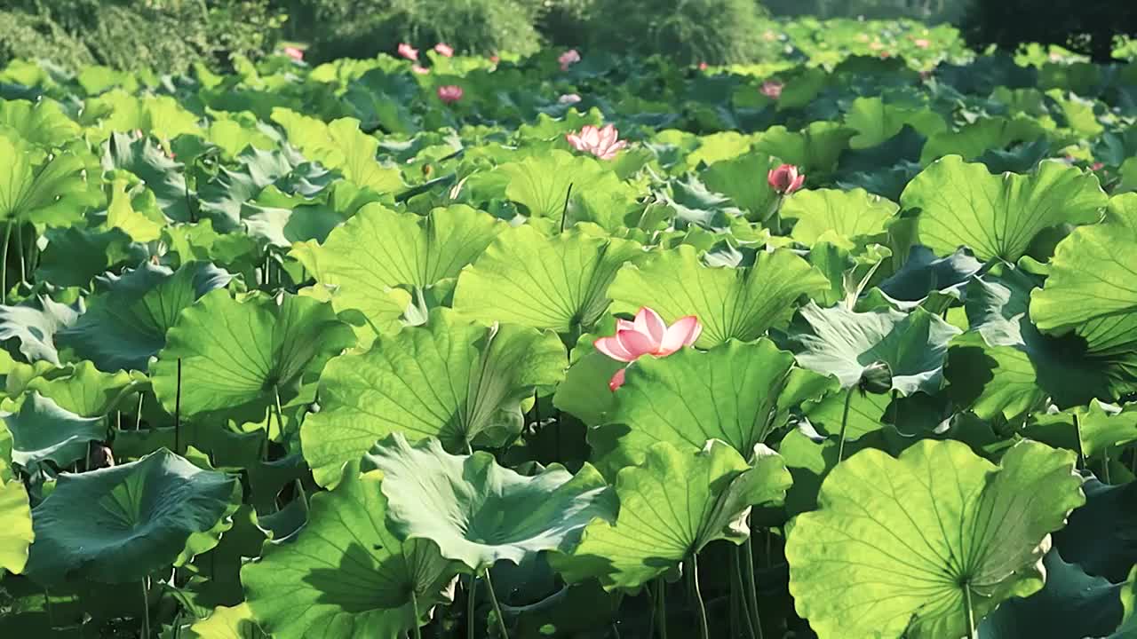 阳光下大片的荷塘美景，荷叶荷花好像会发光视频素材