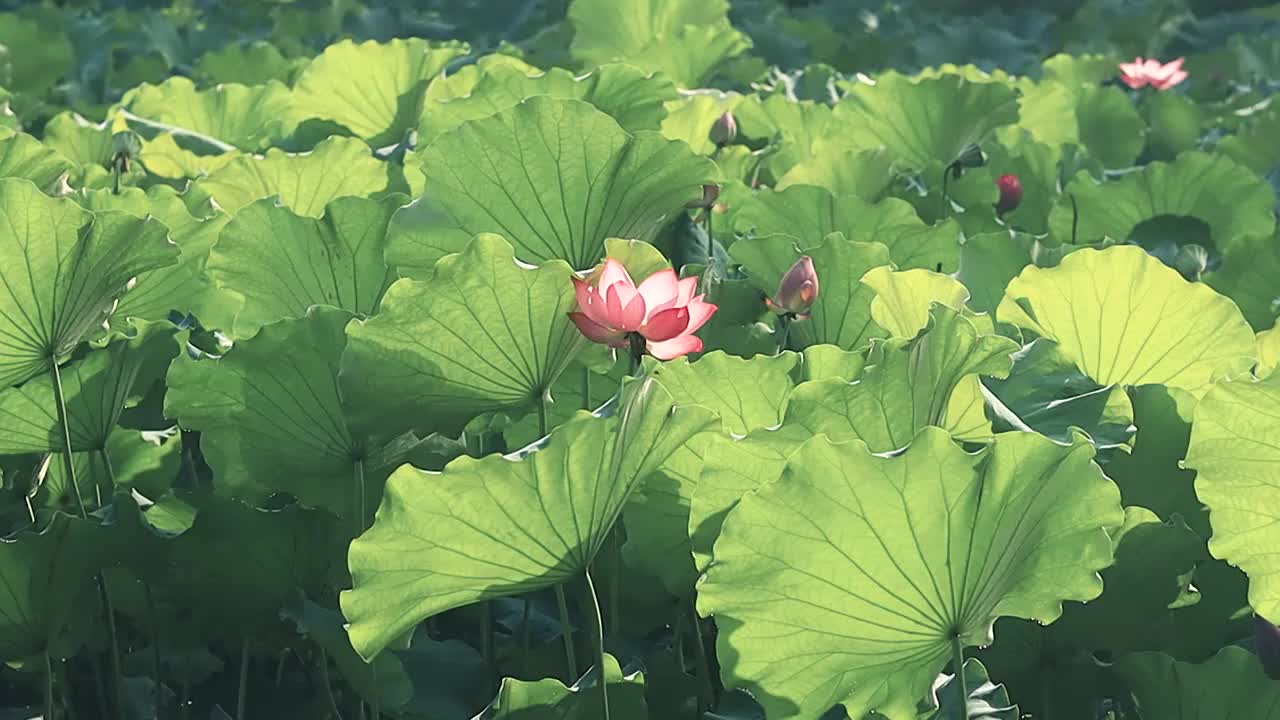 逆光下的荷花荷叶展示优美的叶脉脉络视频素材