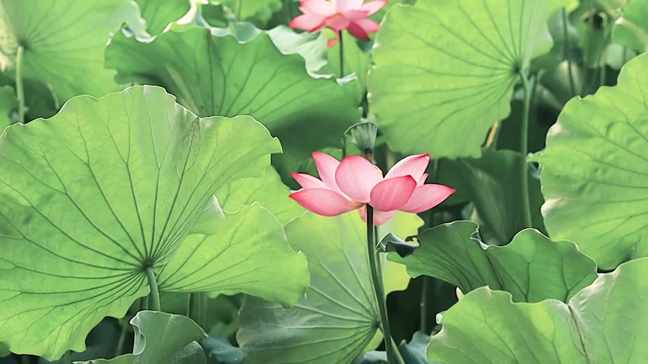 阳光下的荷花荷叶的姿态视频素材