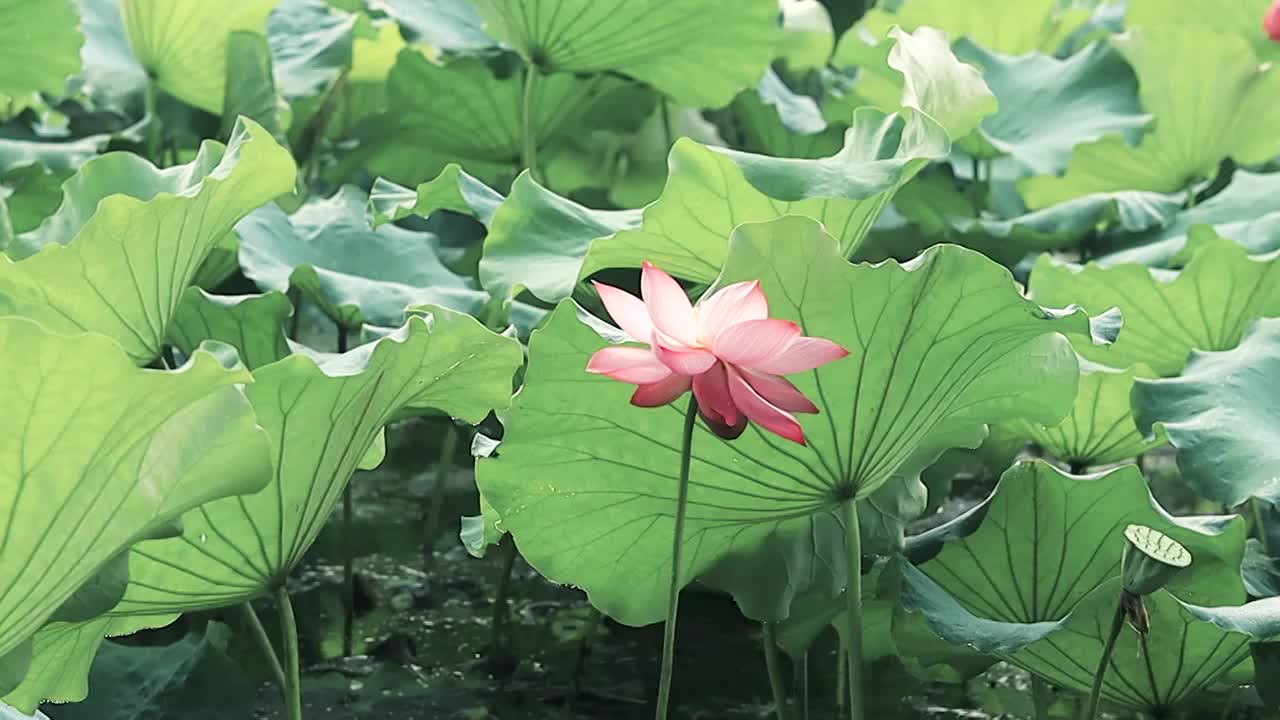 清晨的阳光下的荷花荷叶姿态视频素材