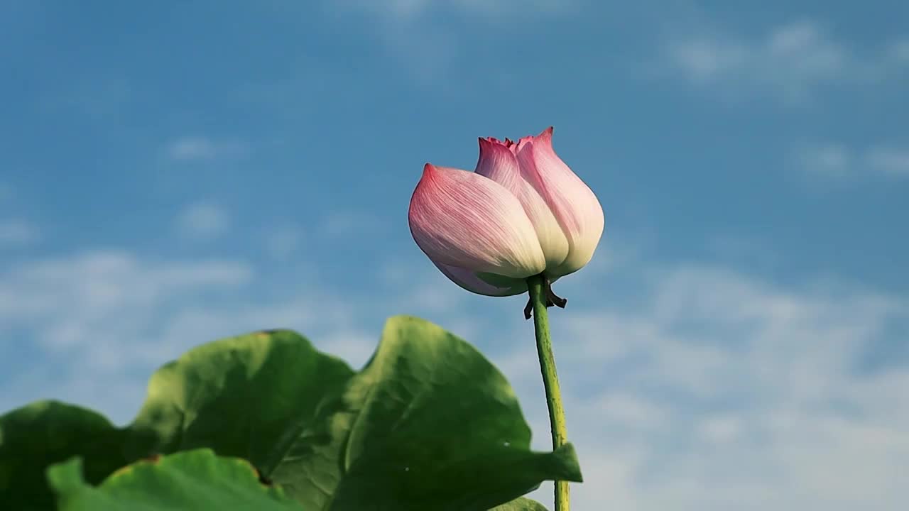 晴空下的荷花视频素材