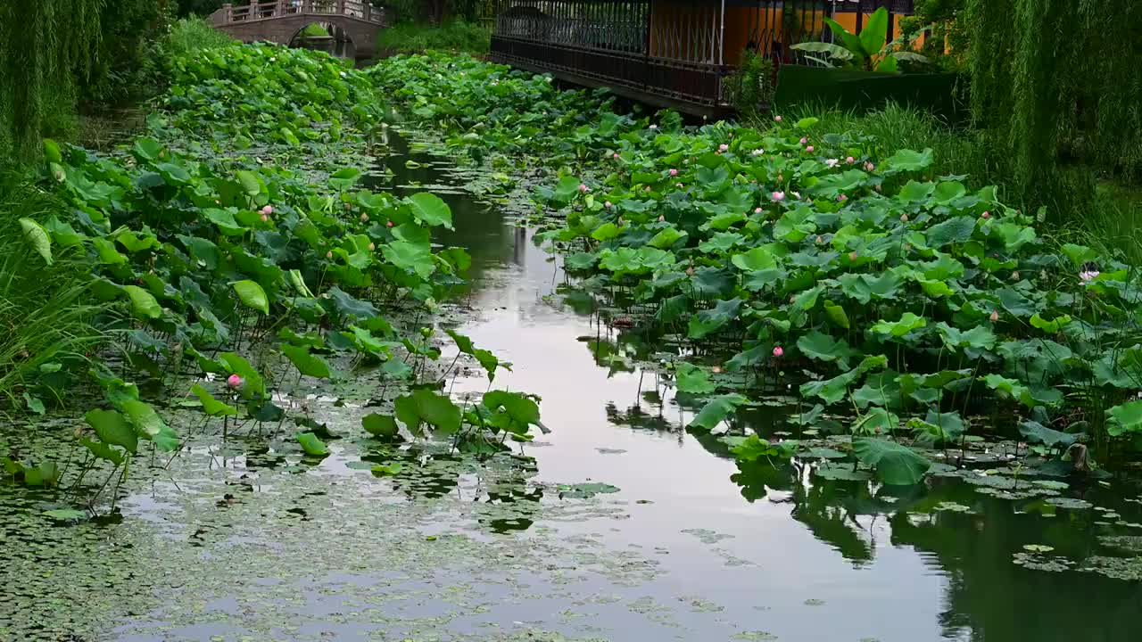 苏州石湖荷花池视频素材