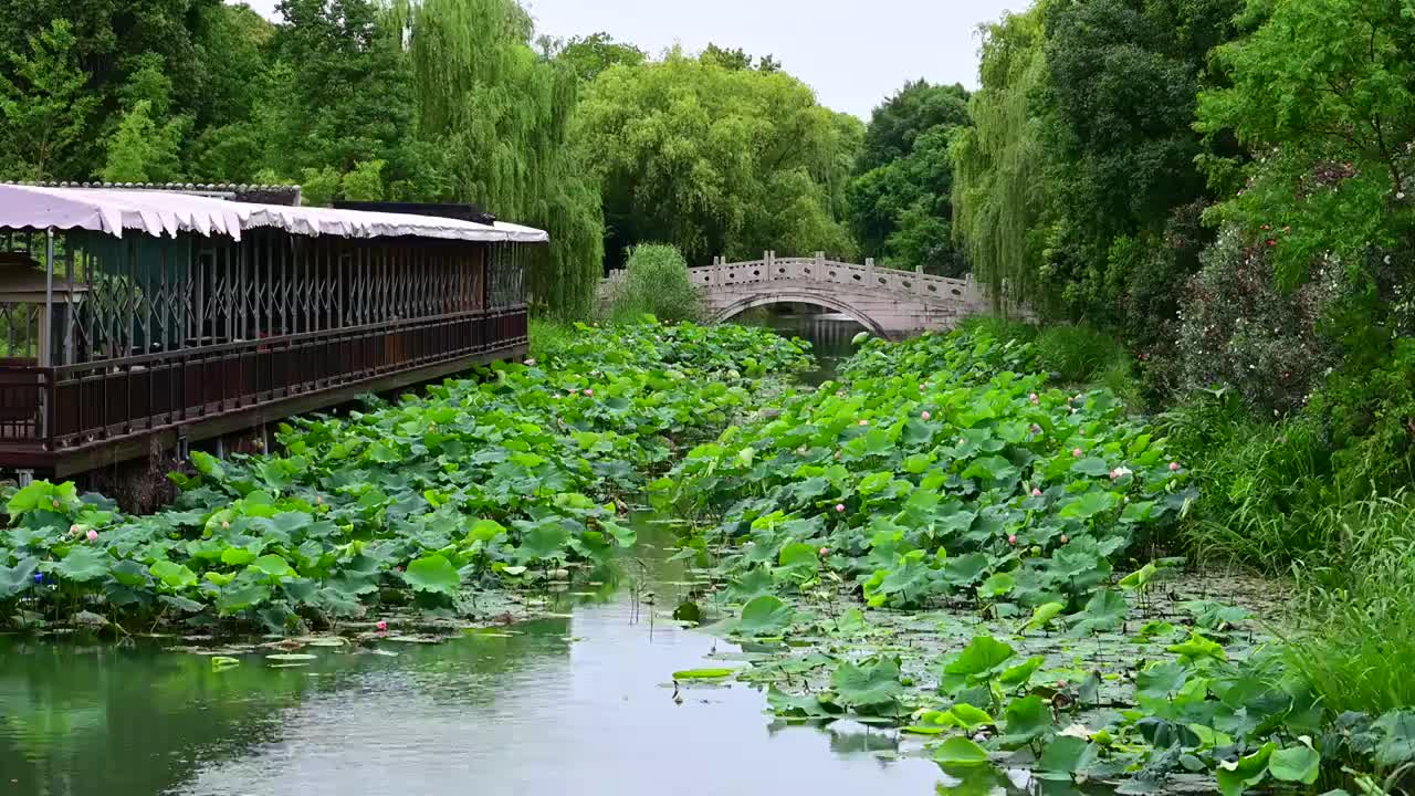 苏州石湖荷花池视频素材