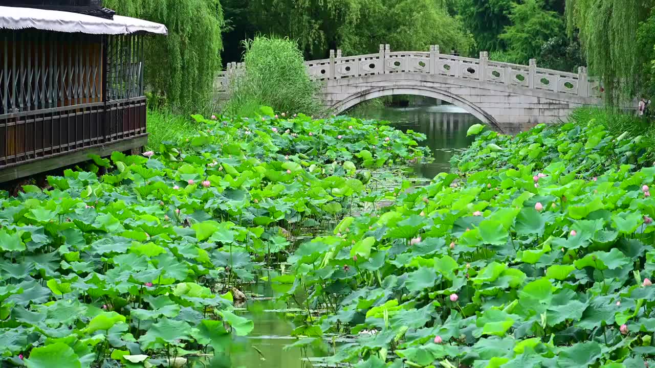 苏州石湖荷花池视频素材