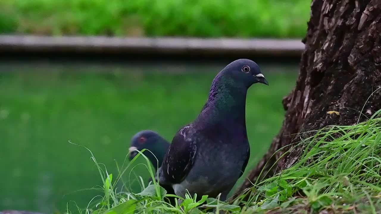 草地上觅食的鸽子视频素材