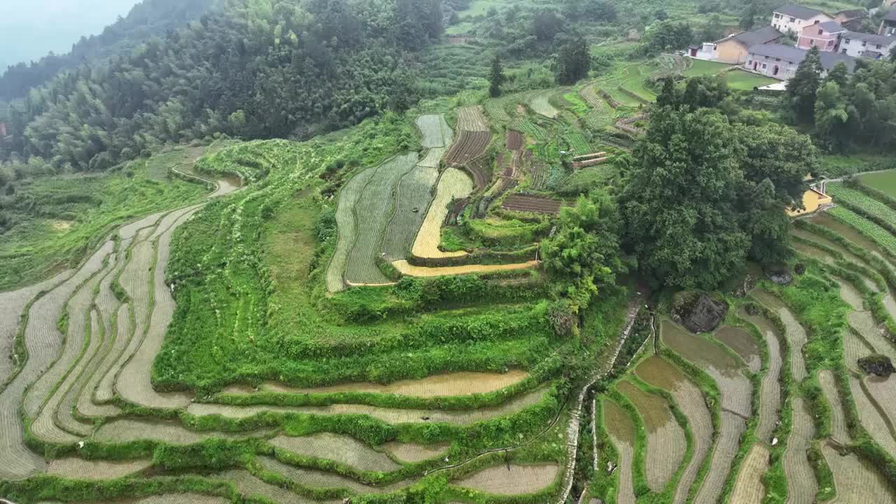 航拍浙江丽水农业旅游云和梯田景观视频素材