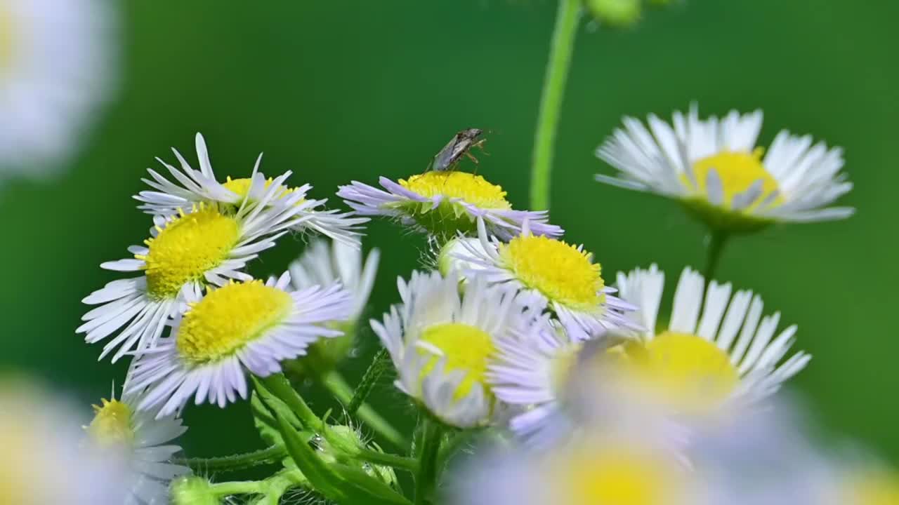 飞蓬花上的昆虫视频素材