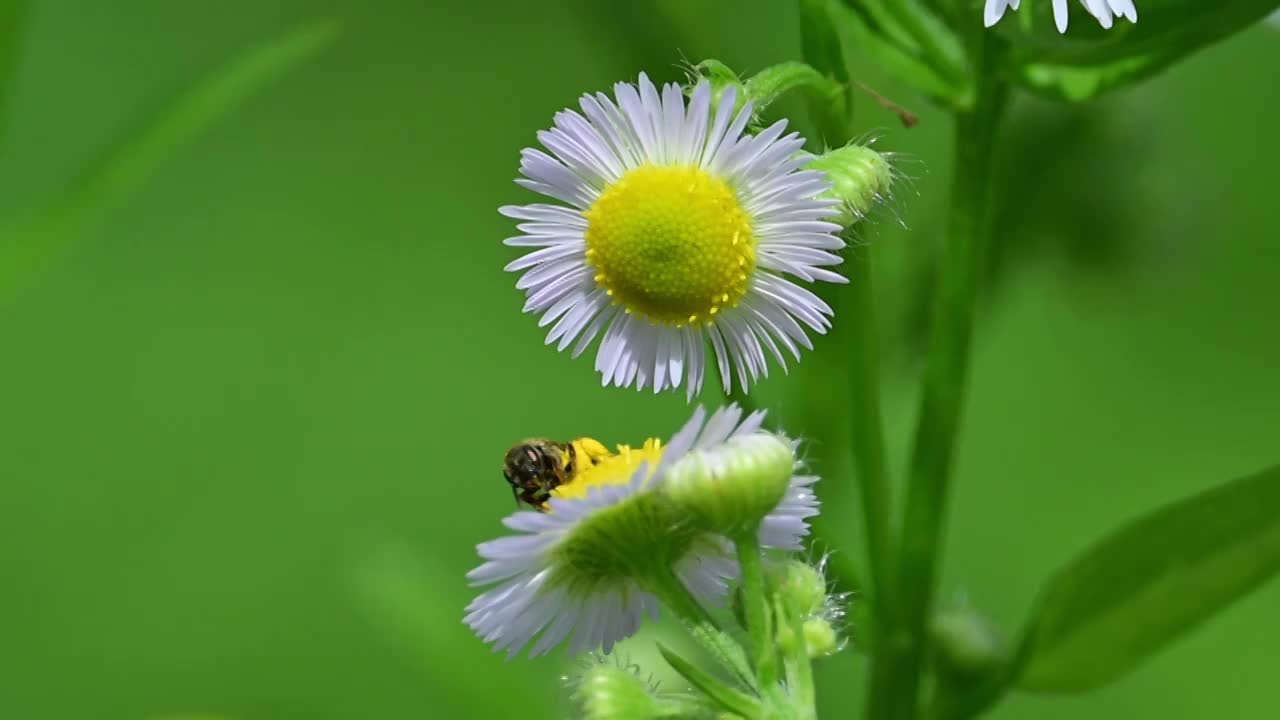 蜜蜂采蜜视频素材