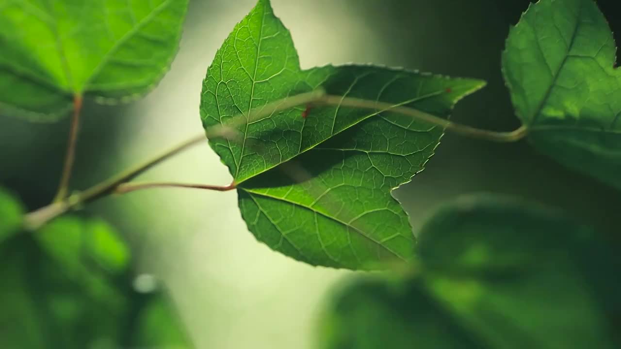 森林中一缕阳光下绿色树叶展现出的自然美视频素材